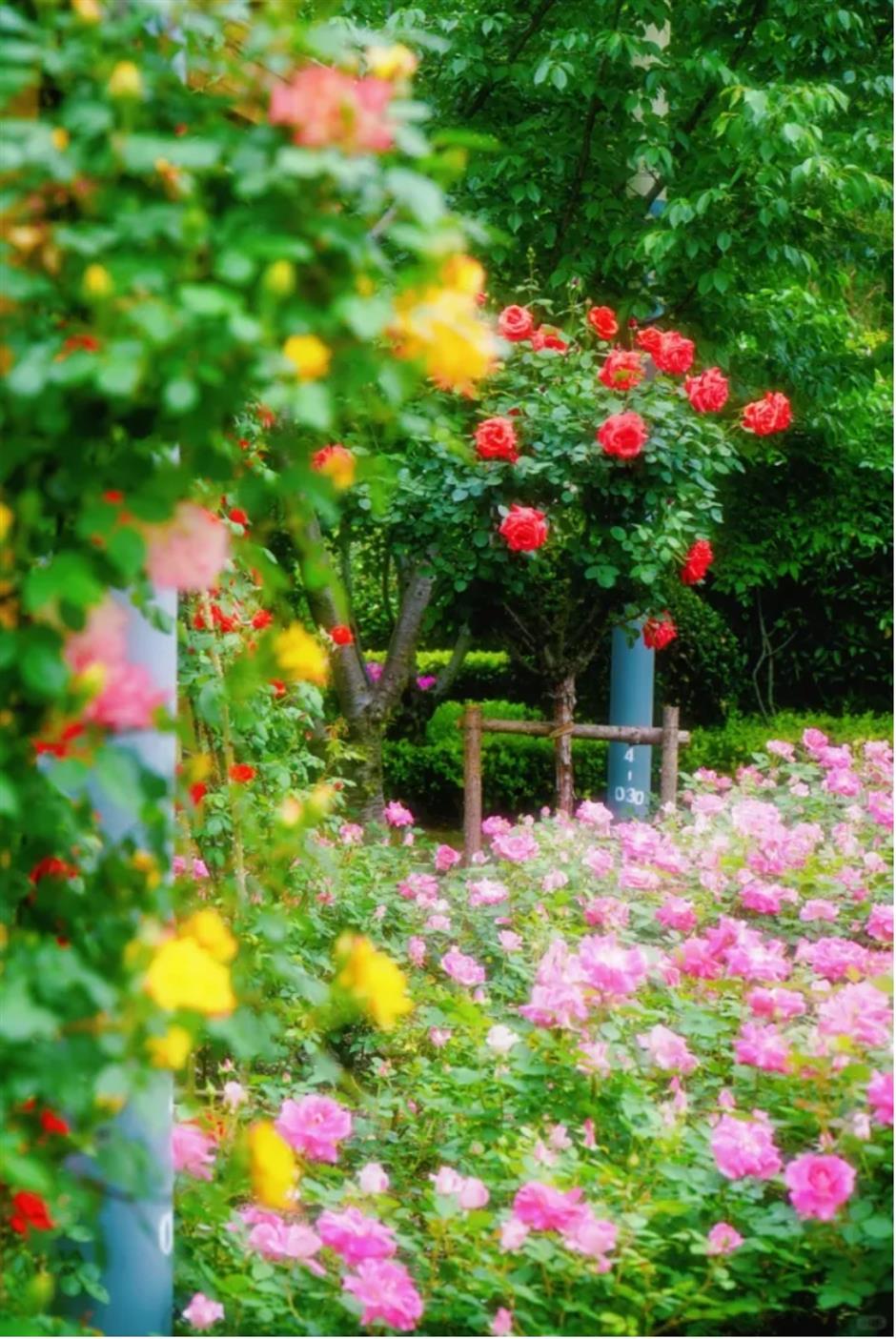 上海這幾處月季花海,承包你的浪漫假期!