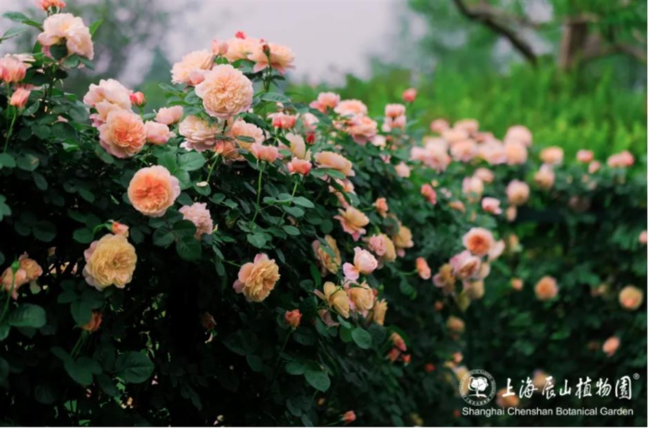 上海這幾處月季花海,承包你的浪漫假期!