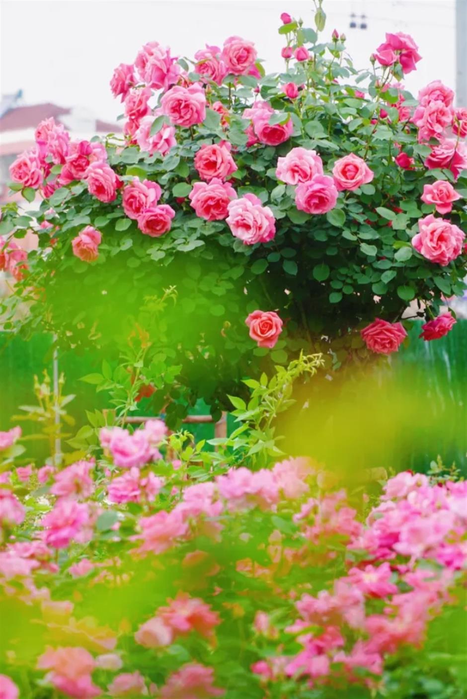 上海這幾處月季花海,承包你的浪漫假期!