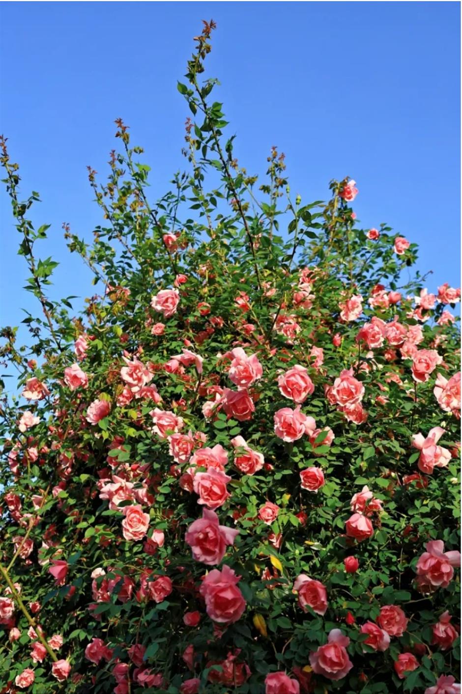 上海這幾處月季花海,承包你的浪漫假期!