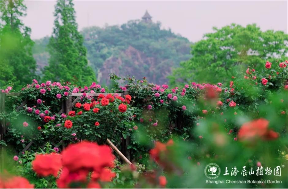 上海這幾處月季花海,承包你的浪漫假期!