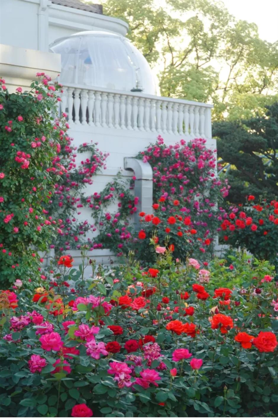 上海這幾處月季花海,承包你的浪漫假期!