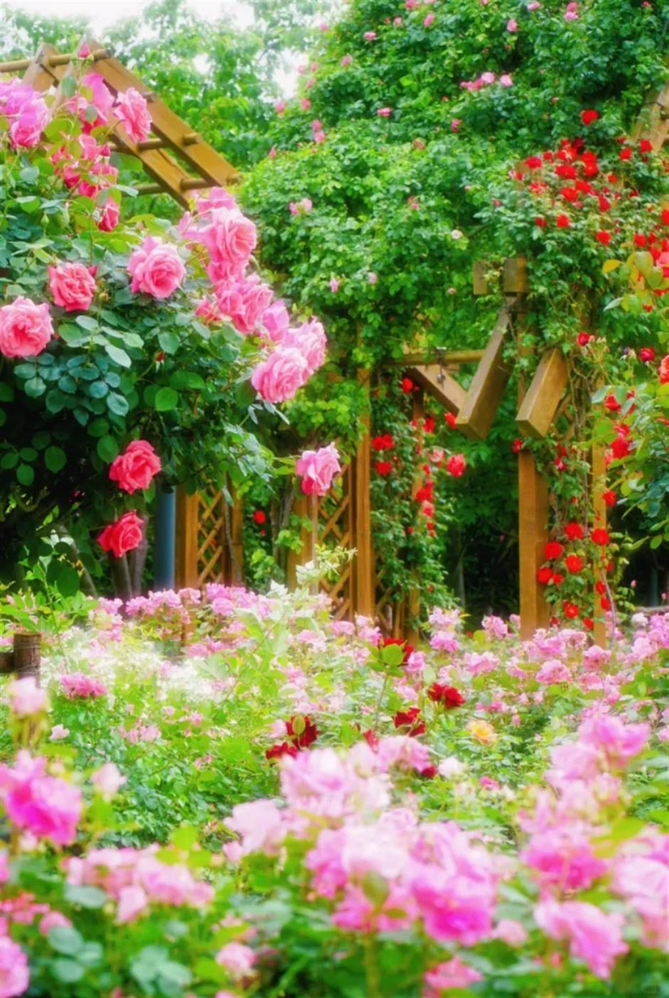 上海這幾處月季花海,承包你的浪漫假期!