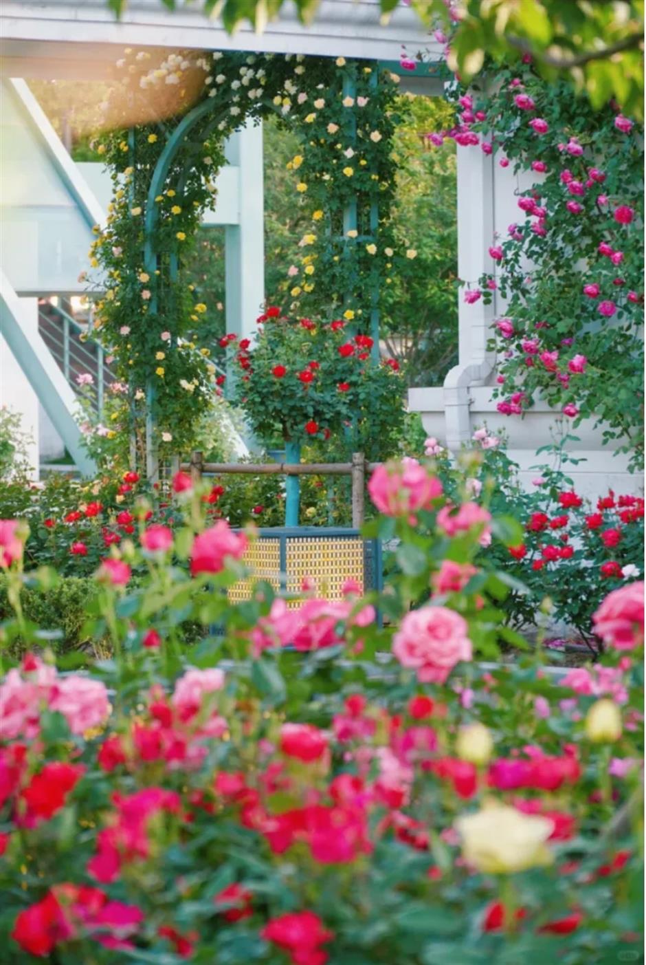 上海這幾處月季花海,承包你的浪漫假期!