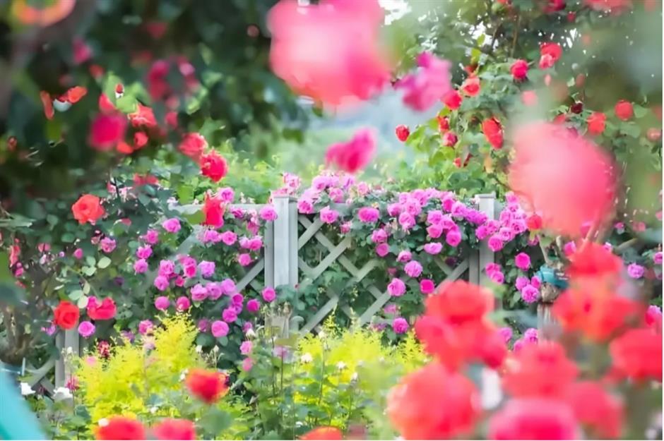 五一去哪玩跟着旅游定制公交开启松江两日游,三日游!