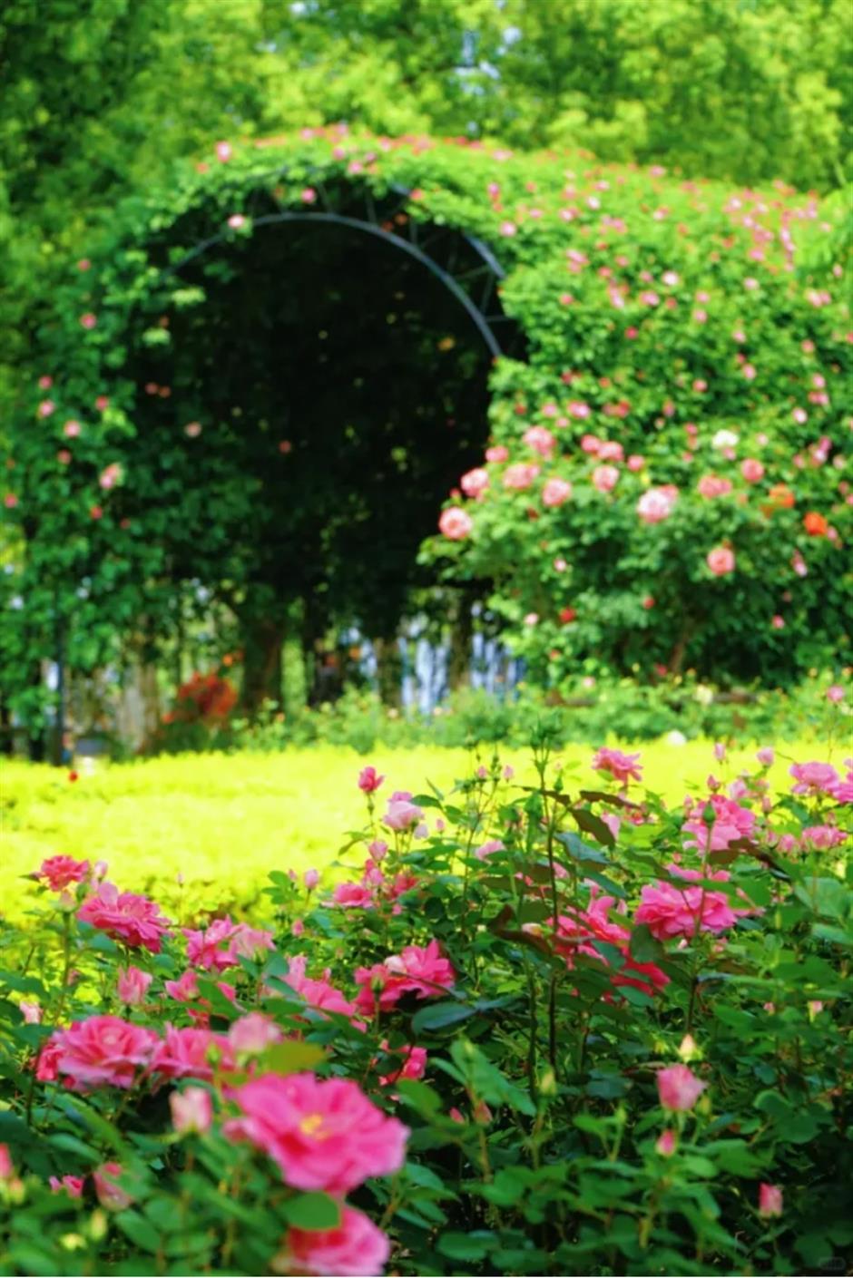 上海這幾處月季花海,承包你的浪漫假期!
