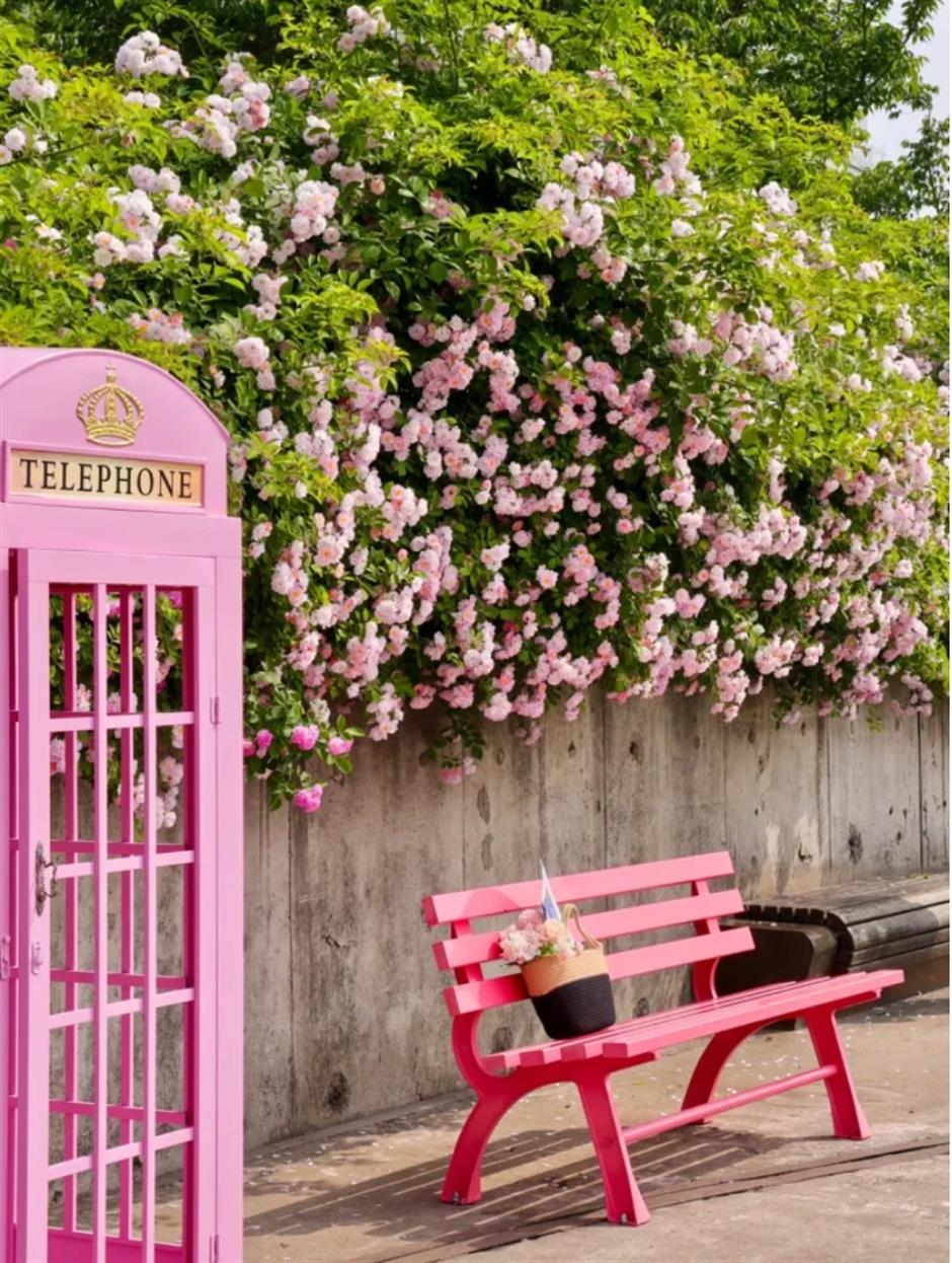 上海這幾處月季花海,承包你的浪漫假期!