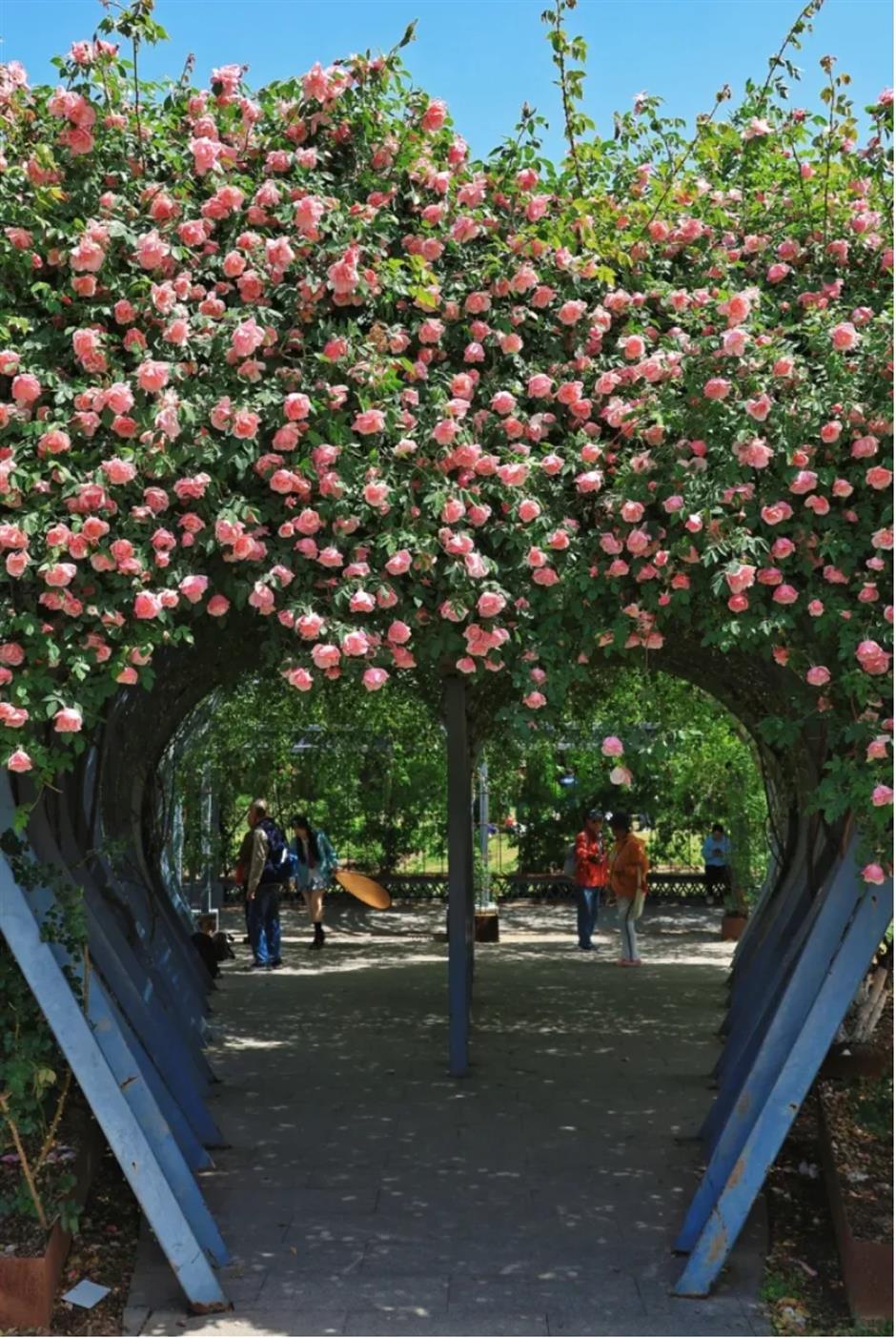 上海這幾處月季花海,承包你的浪漫假期!