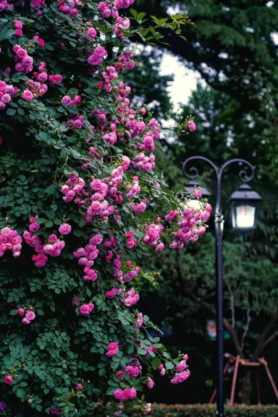 上海這幾處月季花海,承包你的浪漫假期!