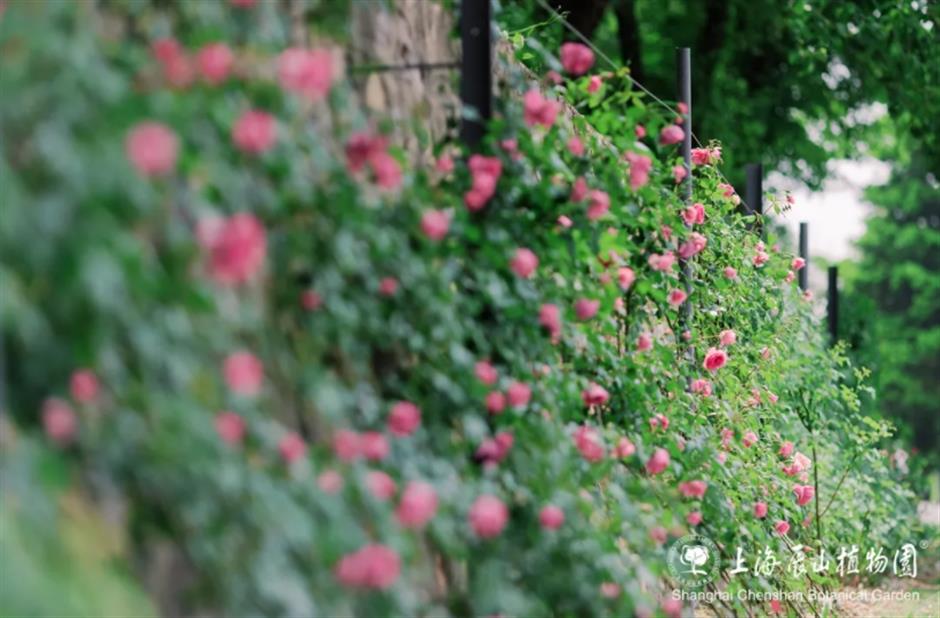 上海這幾處月季花海,承包你的浪漫假期!