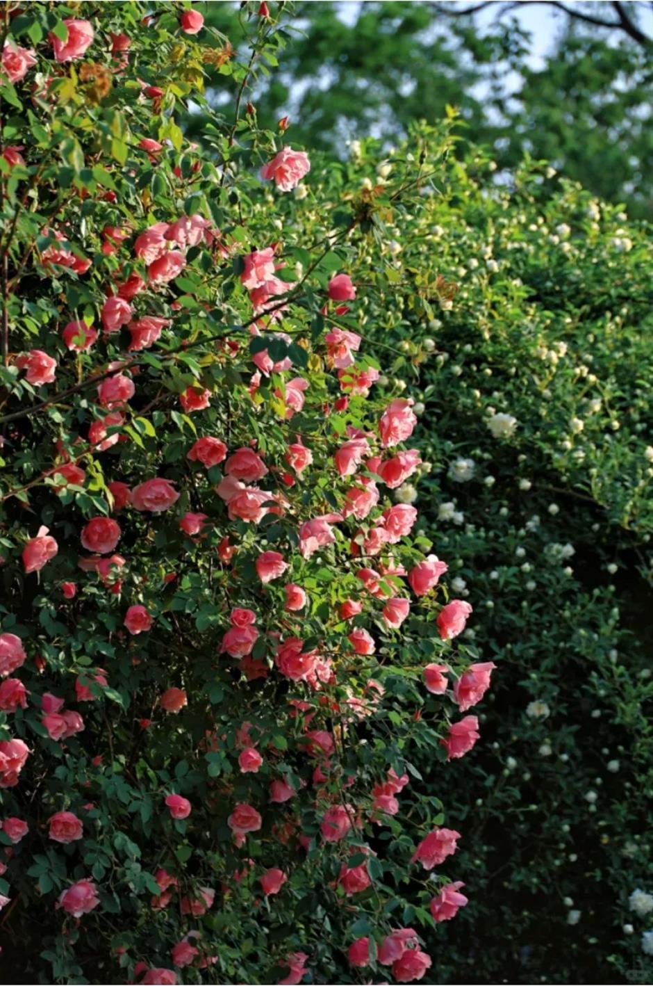 上海這幾處月季花海,承包你的浪漫假期!