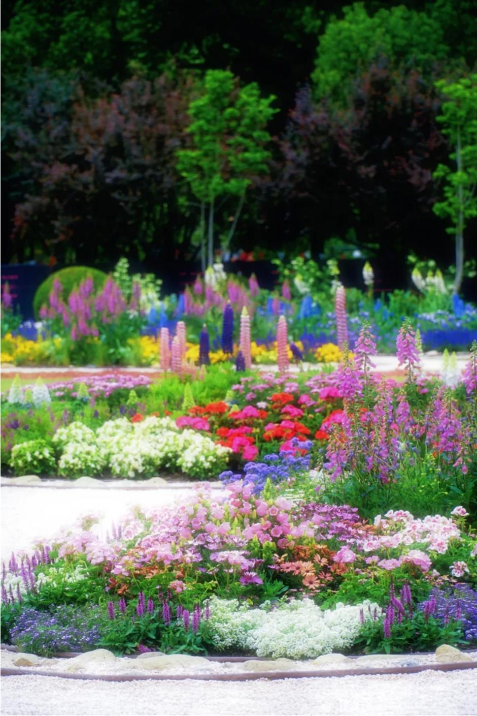 假期必打卡!上海花展,也太好拍了