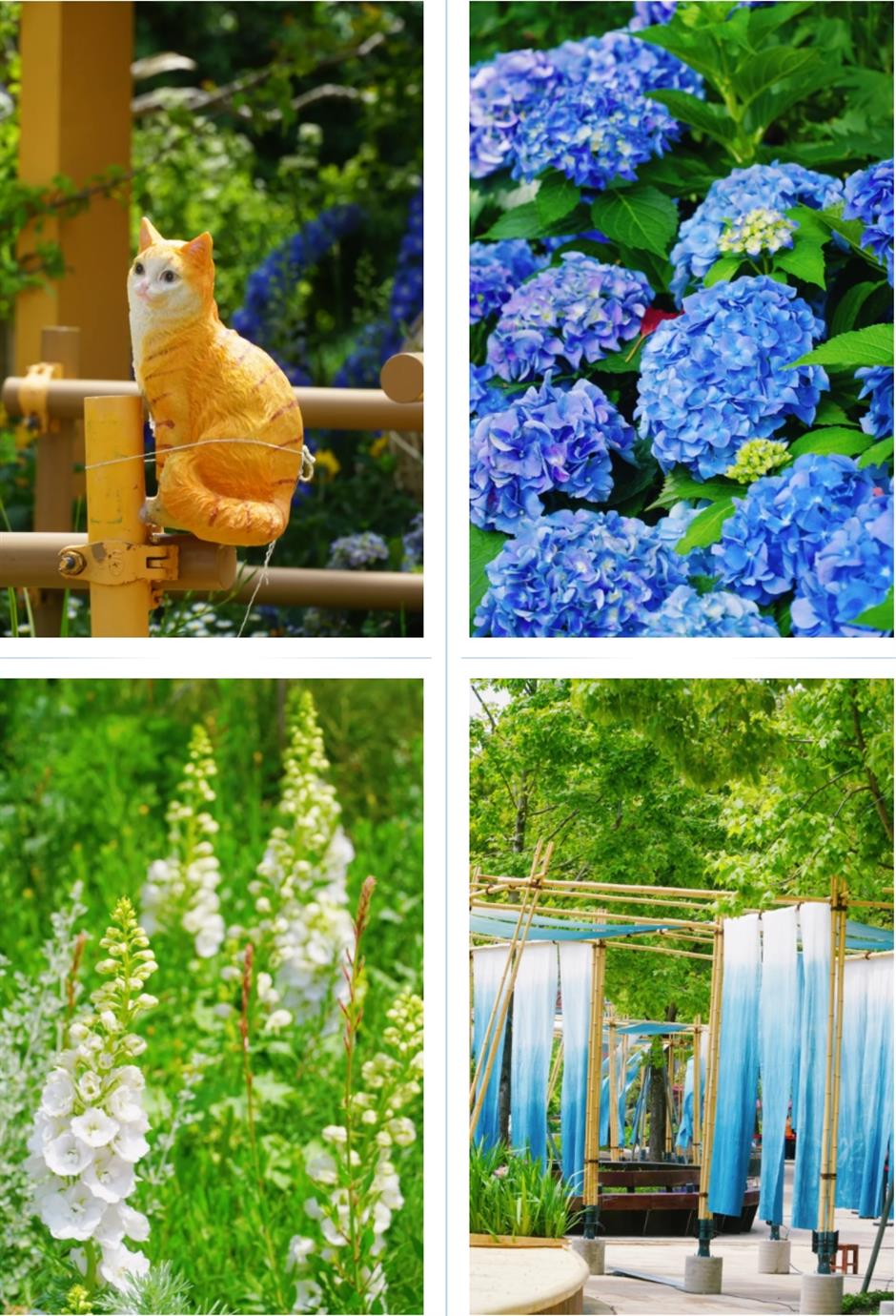 假期必打卡!上海花展,也太好拍了