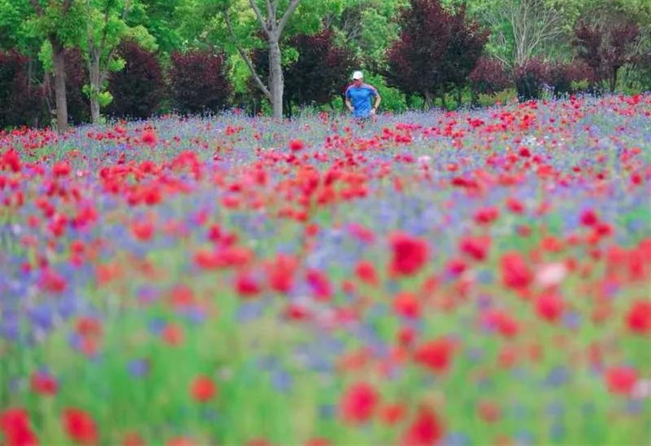 地铁直达!免费!上海这里竟然藏着1.5万平米莫奈花园+小众宝藏展馆