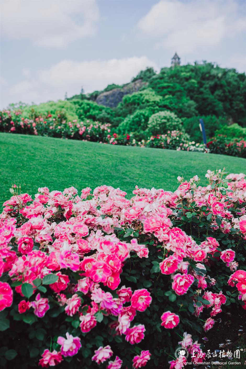 絕了!上海絕美小山坡!景美人少→