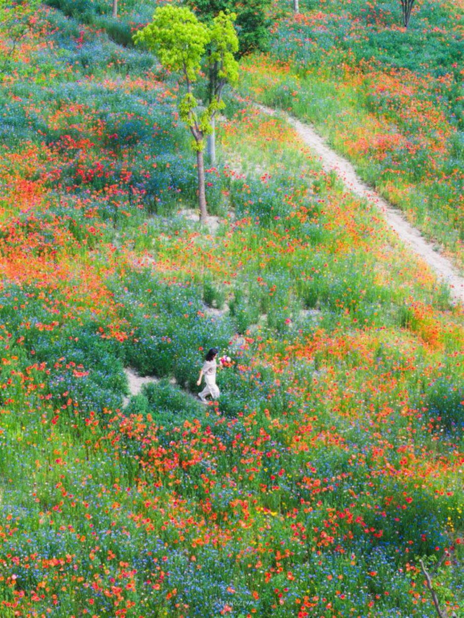 地铁直达!免费!上海这里竟然藏着1.5万平米莫奈花园+小众宝藏展馆