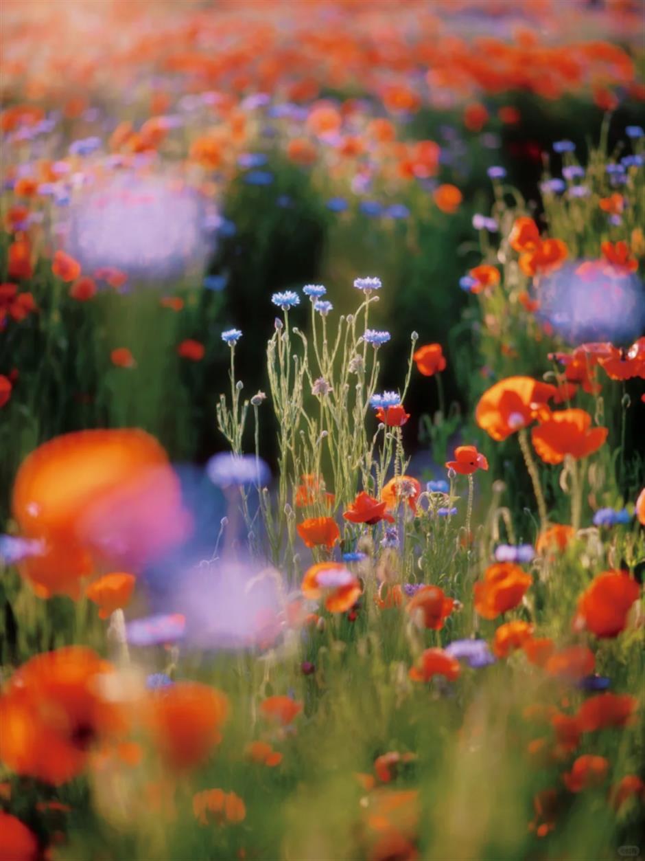 地铁直达!免费!上海这里竟然藏着1.5万平米莫奈花园+小众宝藏展馆