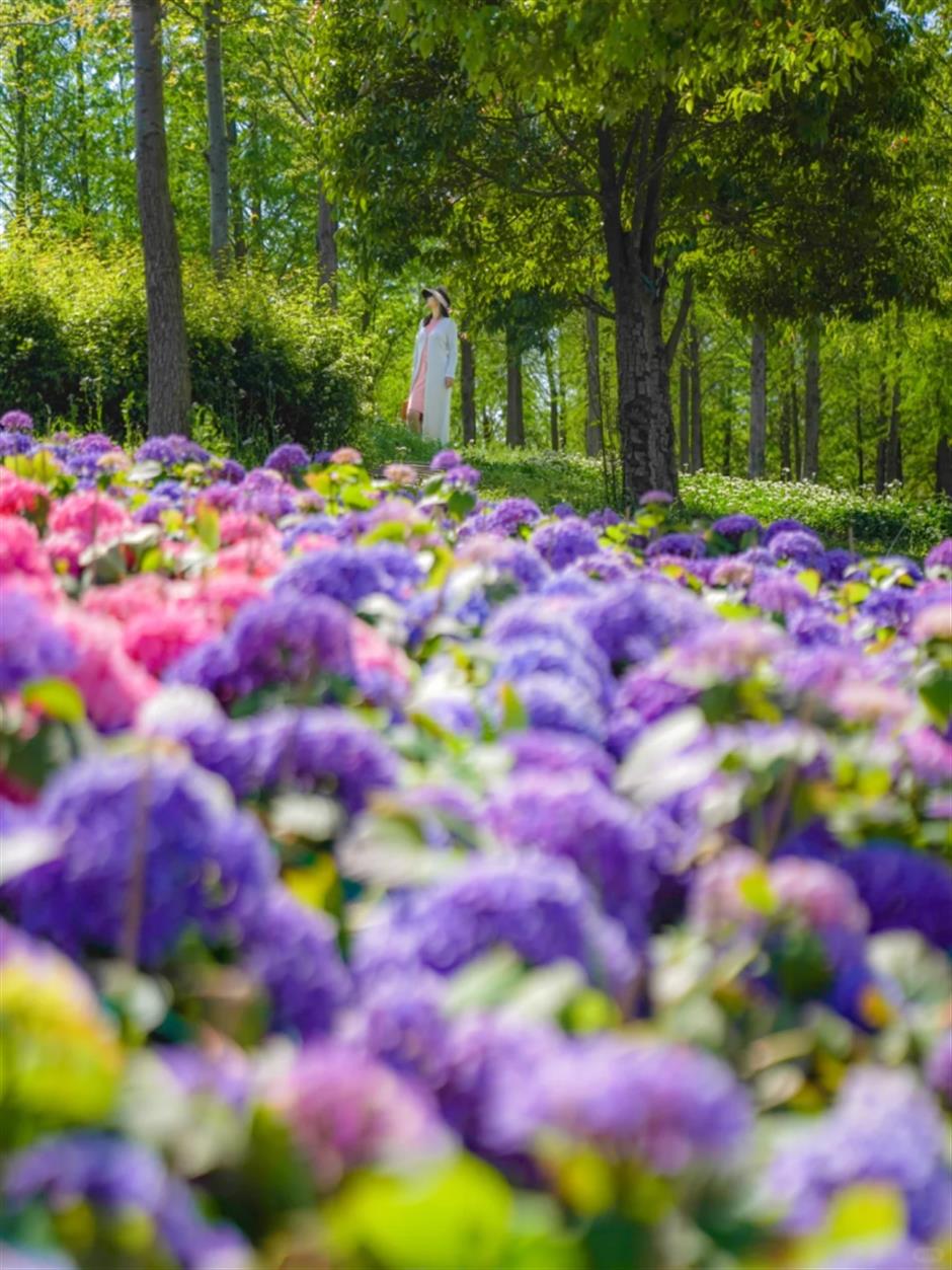 絕了!上海絕美小山坡!景美人少→