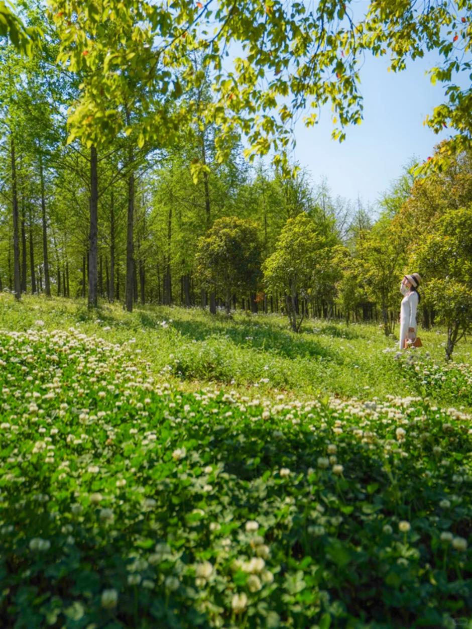 絕了!上海絕美小山坡!景美人少→