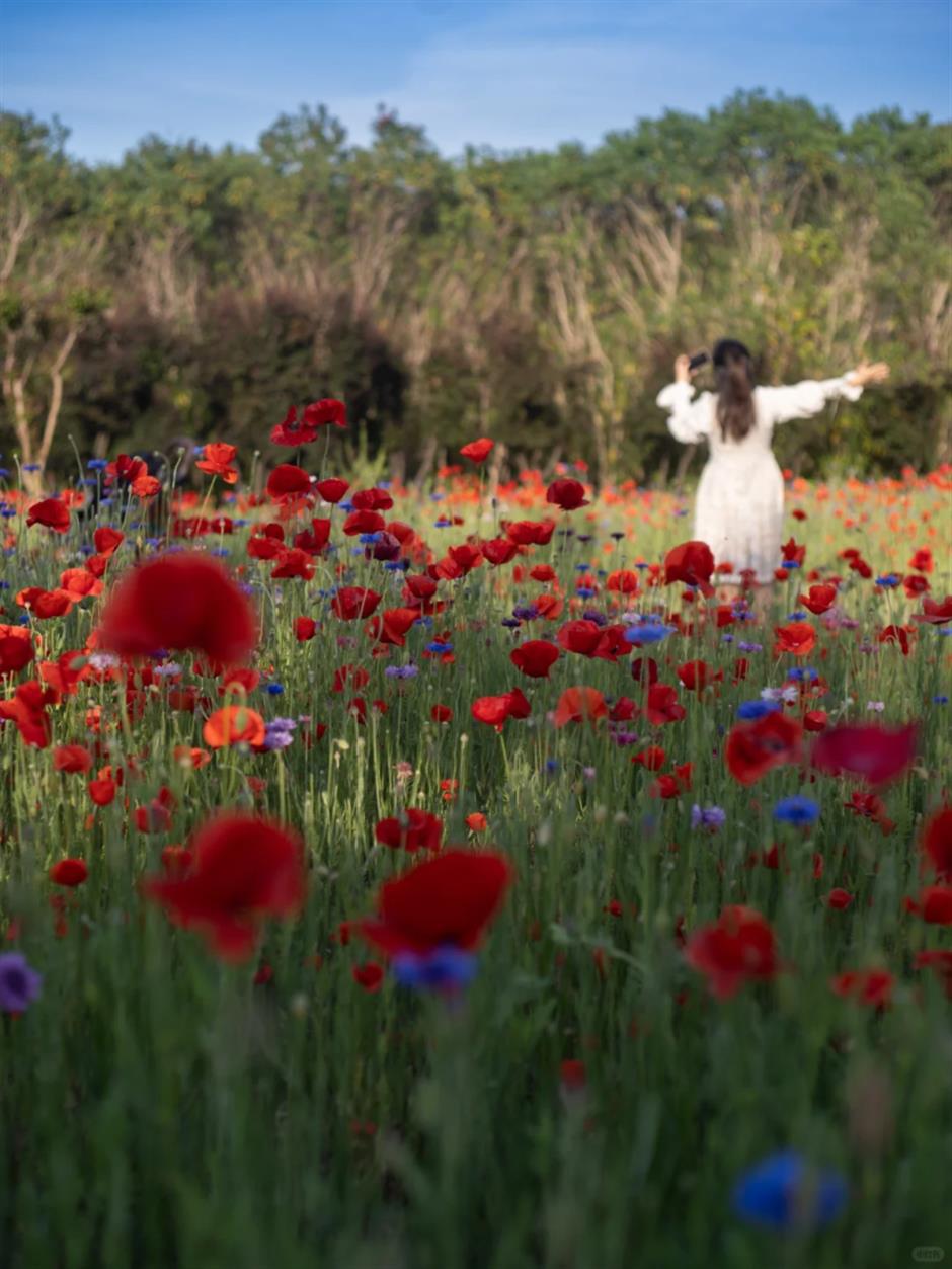 地铁直达!免费!上海这里竟然藏着1.5万平米莫奈花园+小众宝藏展馆