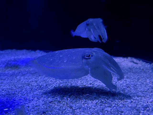 限时活动开启!来场