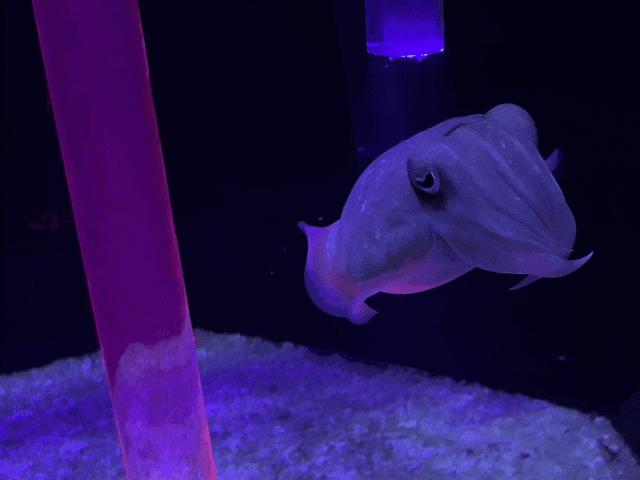 限时活动开启!来场