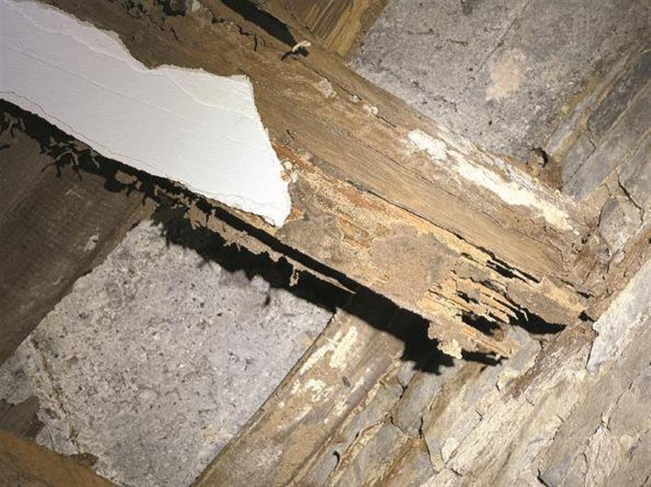 City launches bug battle as termites invade residential buildings