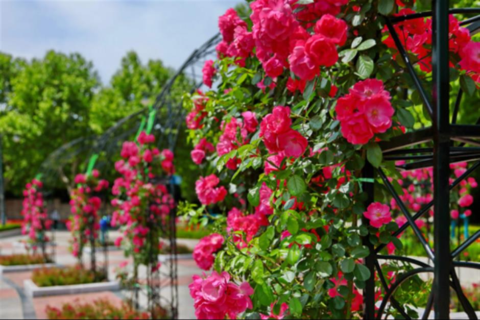 浪漫满城!上海这些玫瑰园的美藏不住了