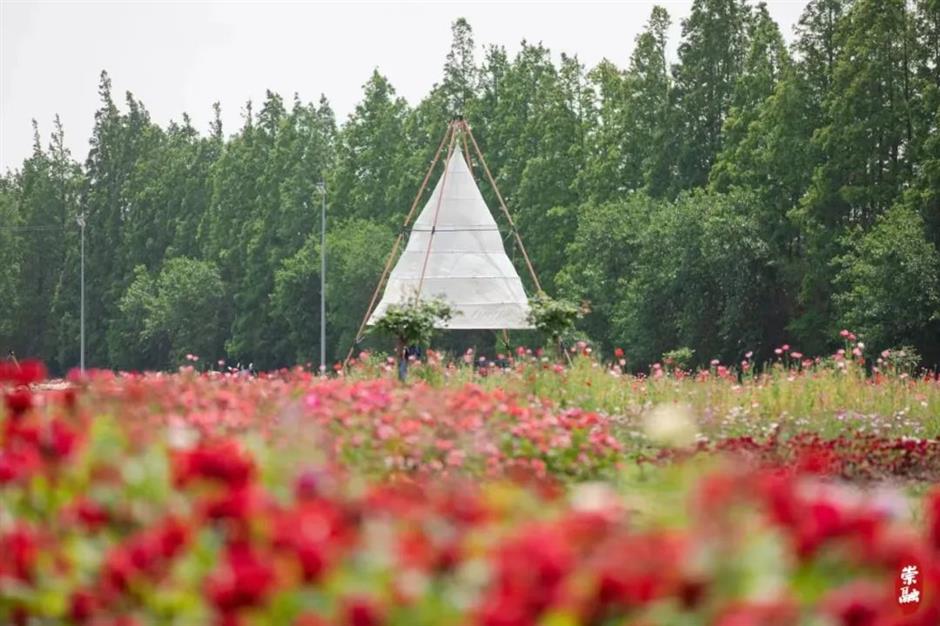 浪漫满城!上海这些玫瑰园的美藏不住了