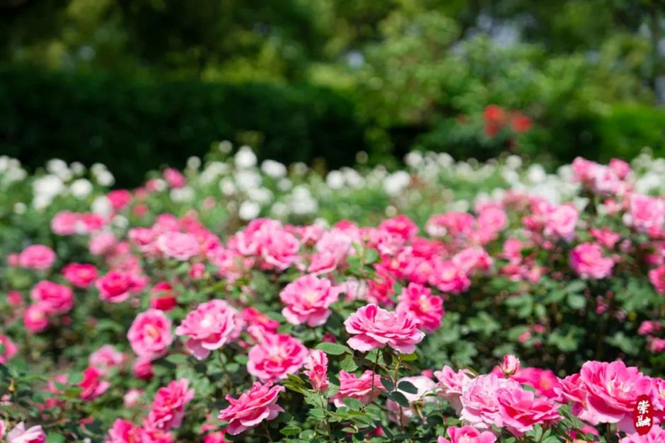 浪漫满城!上海这些玫瑰园的美藏不住了
