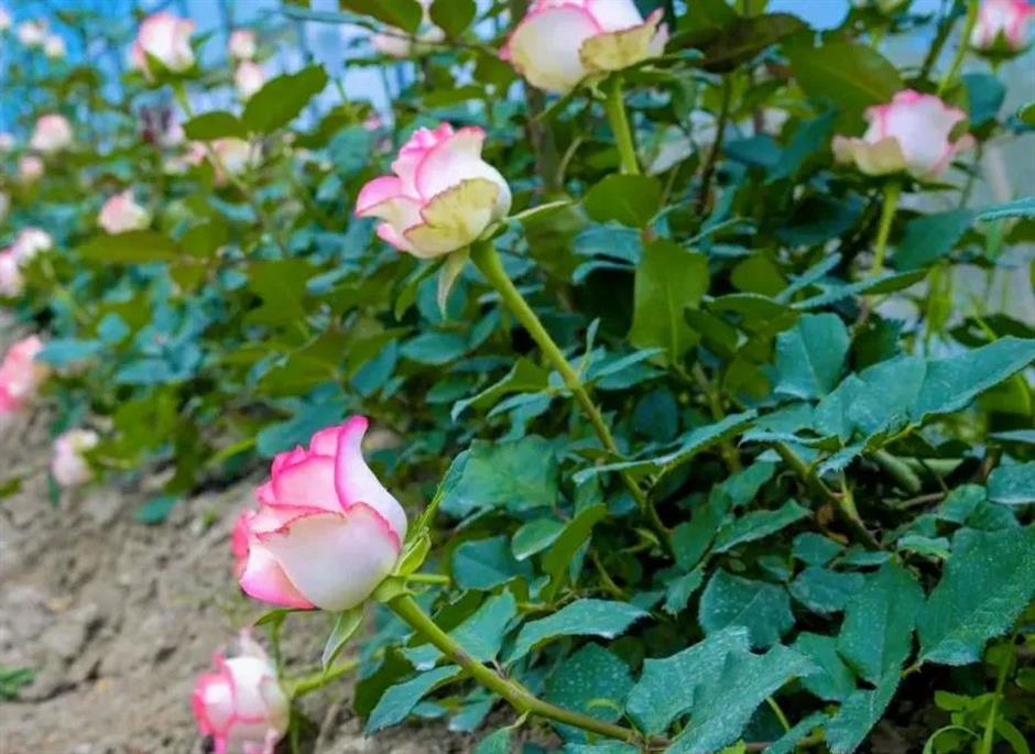 浪漫满城!上海这些玫瑰园的美藏不住了