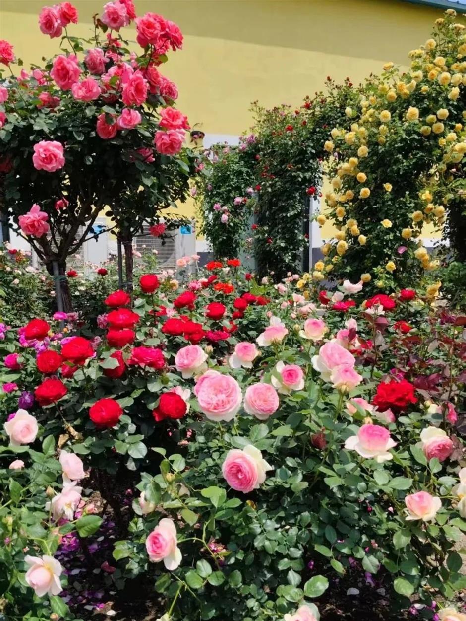 浪漫满城!上海这些玫瑰园的美藏不住了