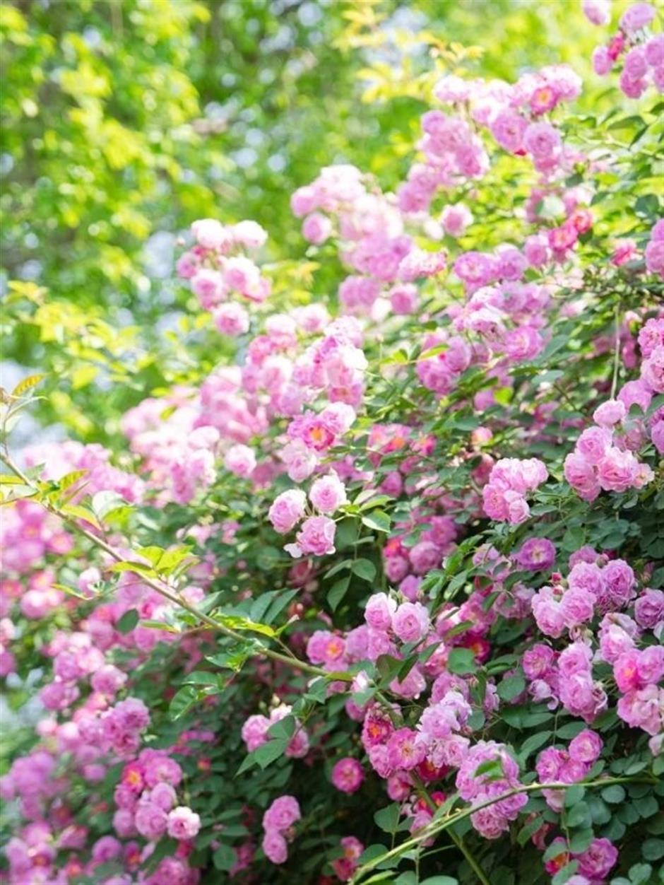 浪漫满城!上海这些玫瑰园的美藏不住了