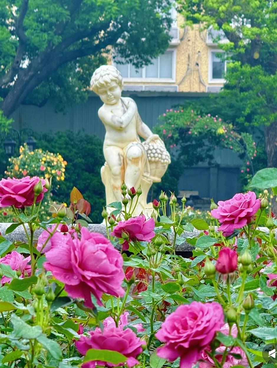 浪漫满城!上海这些玫瑰园的美藏不住了