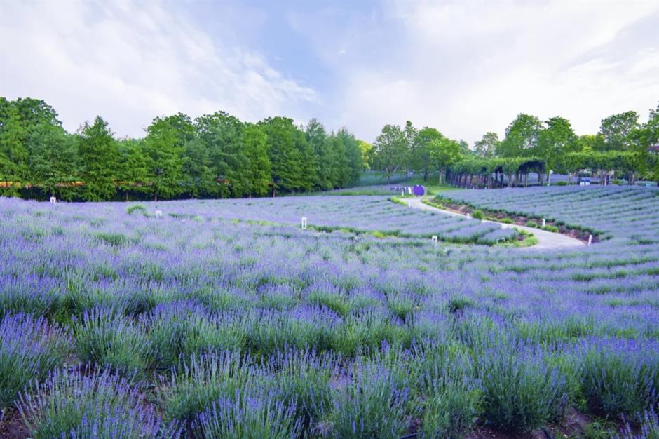 Summer's fun at Shanghai International Resort