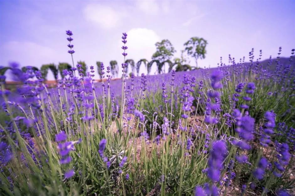 Summer's fun at Shanghai International Resort