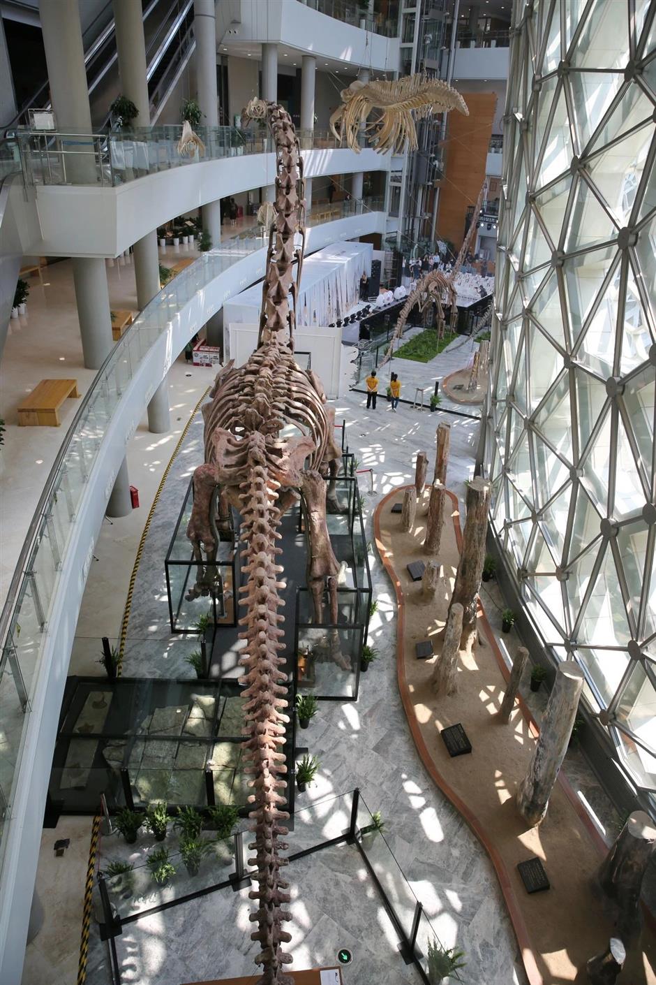 118件标本!中国恐龙大展重磅开幕!