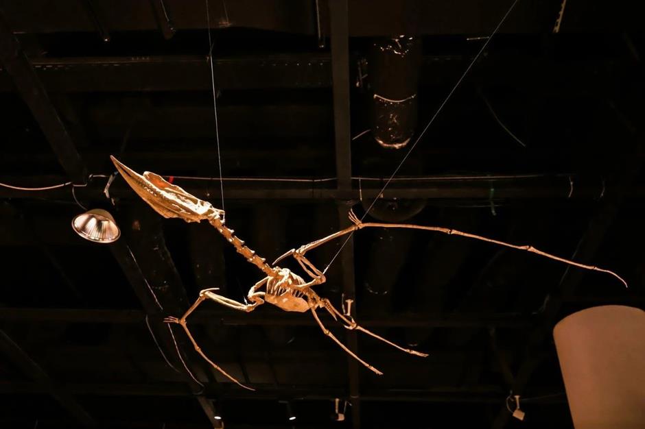 118件标本!中国恐龙大展重磅开幕!