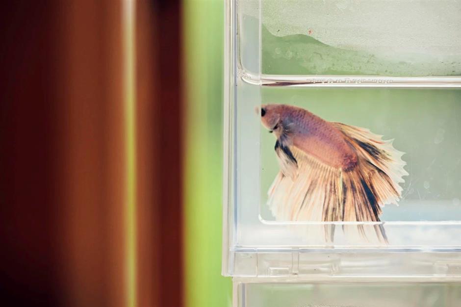 最新开放!花鸟市场重回上海市中心