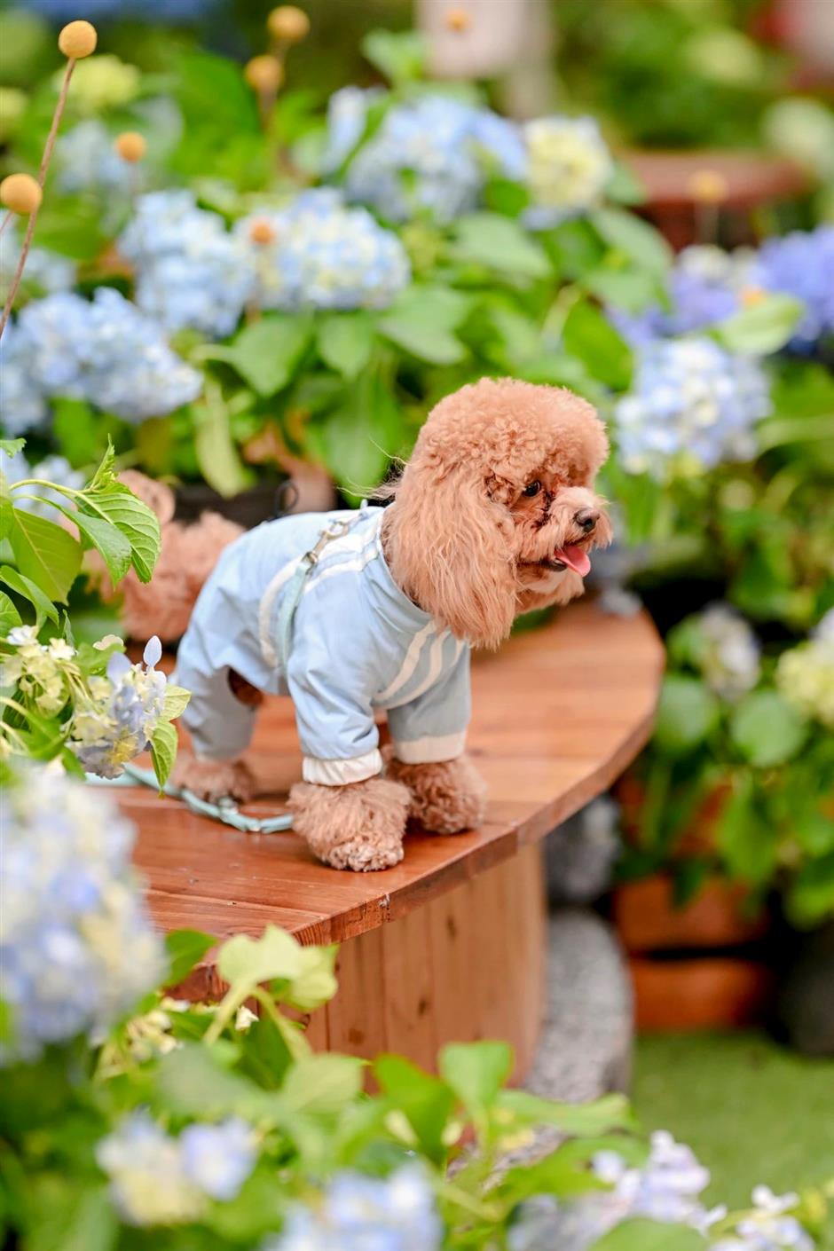 最新开放!花鸟市场重回上海市中心