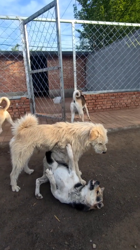Meet 'King Charlie' – a quiet shelter dog from China who became a global alpha icon
