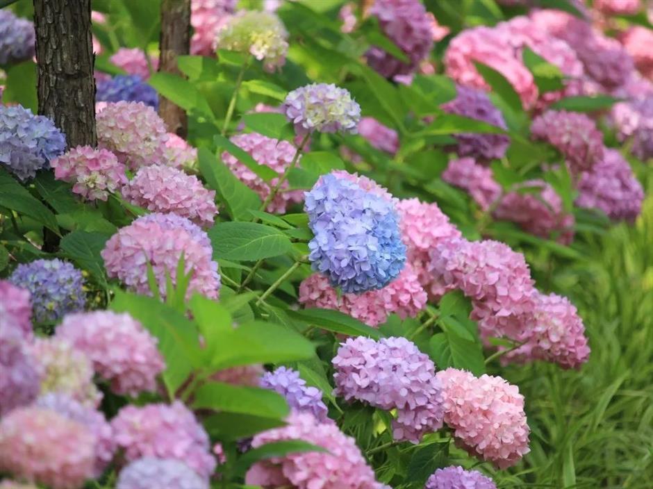 端午限定!上海各景區活動指南來了|樂遊上海·端午