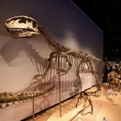 China's largest dinosaur fossil exhibition opens in Shanghai
