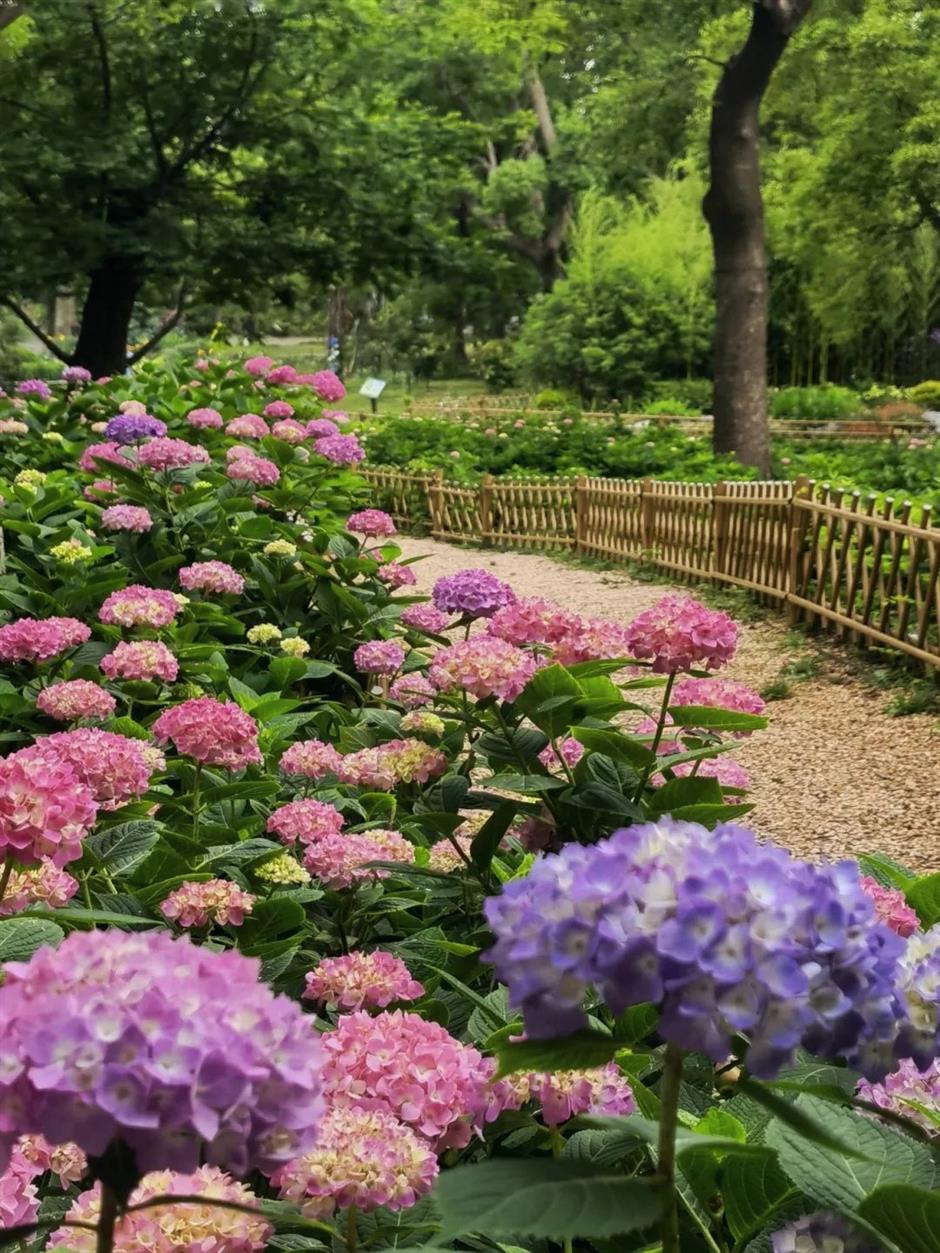 端午限定!上海各景區活動指南來了|樂遊上海·端午