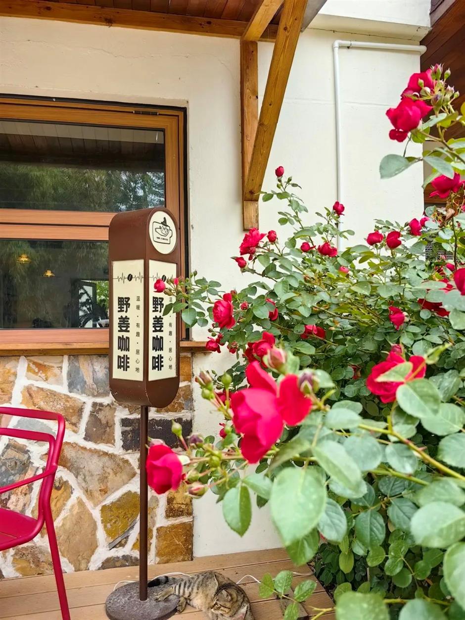 绝美绣球花海秘境~魔都初夏限定浪漫就在这里!