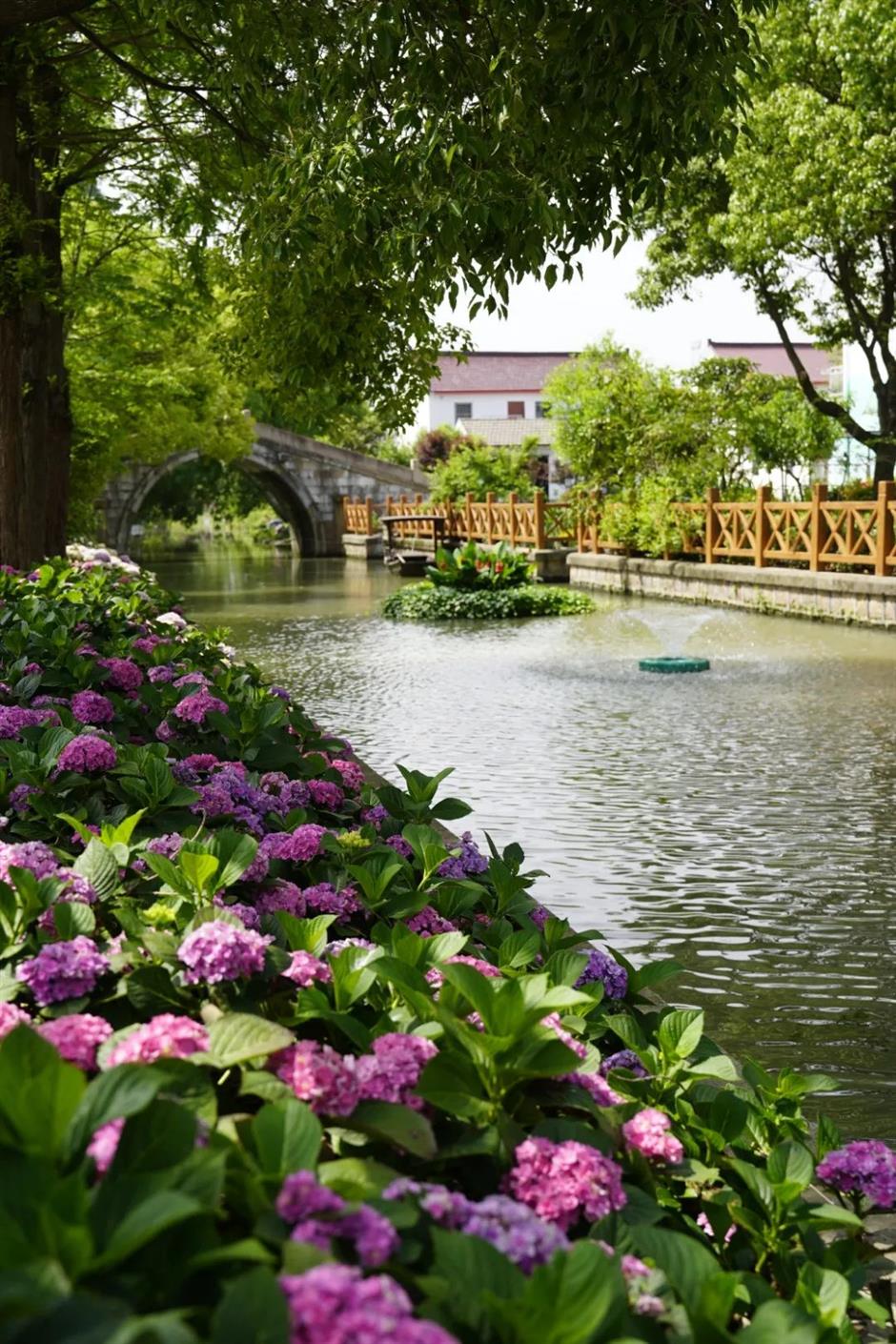 绝美绣球花海秘境~魔都初夏限定浪漫就在这里!