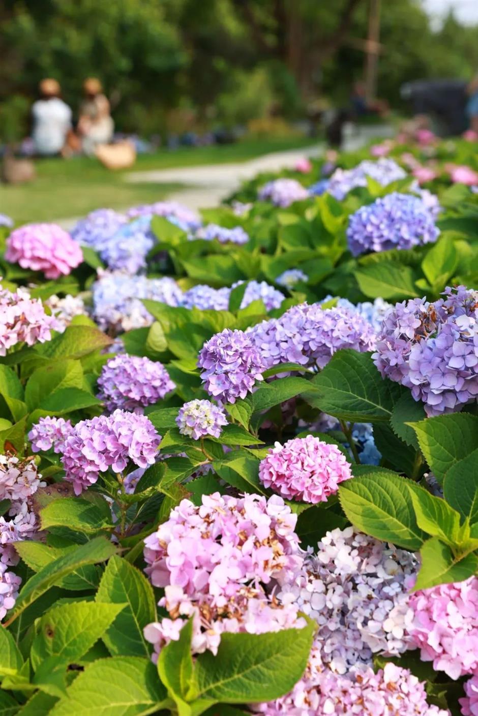 绝美绣球花海秘境~魔都初夏限定浪漫就在这里!
