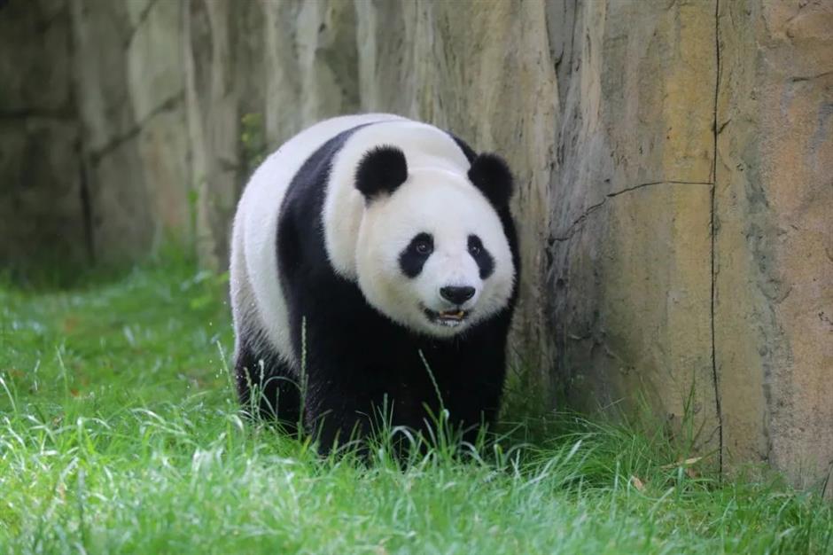 上海六一放大招!精彩遛娃指南→