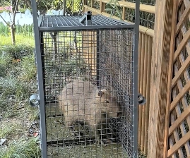 Escaped capybara 'Doubao' captured after 2-month adventure in China