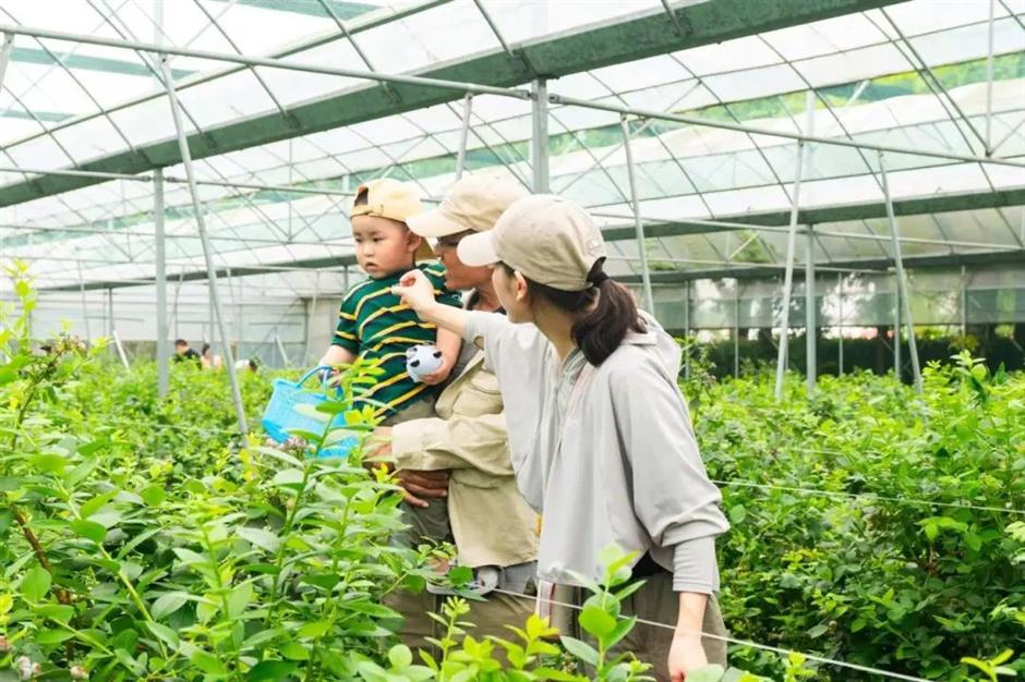 Quiz your way to a blueberry-picking adventure!